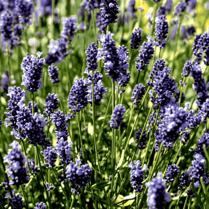 Tovaglioli in Carta Riciclata a 2 Veli Lavander Fields 33 x 33 cm - 20 pezzi