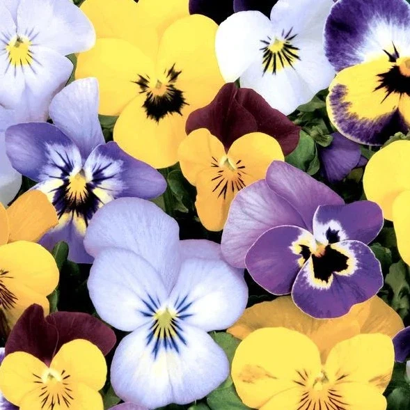 Tovaglioli in Carta Riciclata a 2 Veli New Pansies 33 x 33 cm - 20 pezzi