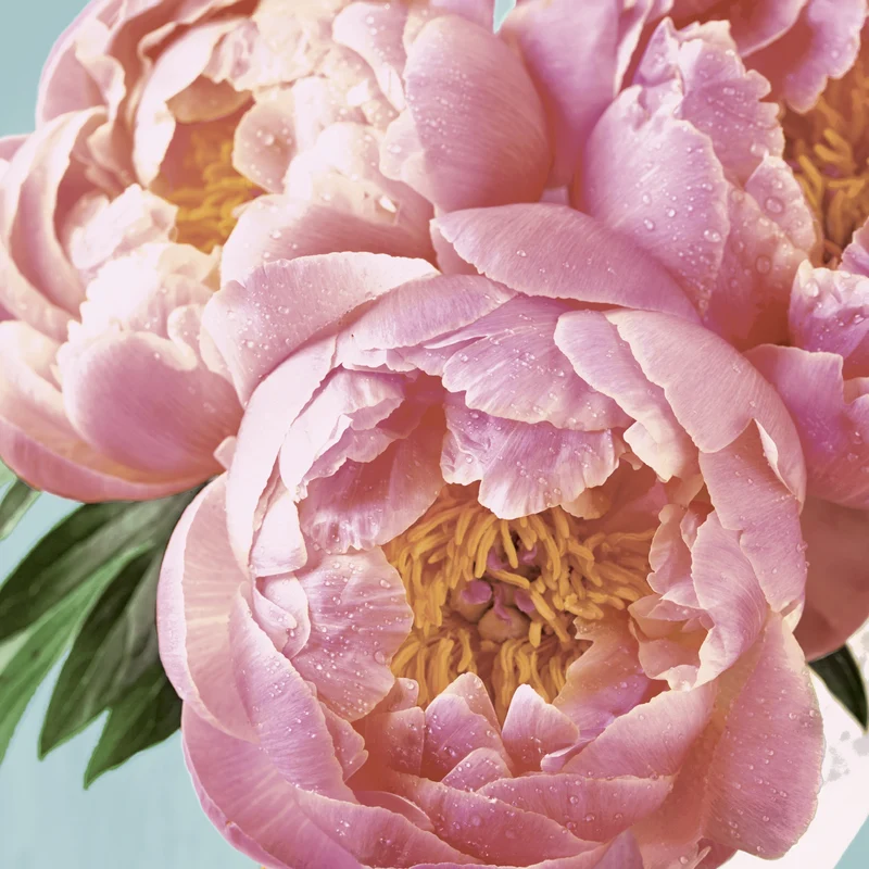 Tovaglioli in Carta Riciclata a 2 Veli Pink Peony 24 x 24 cm - 20 pezzi