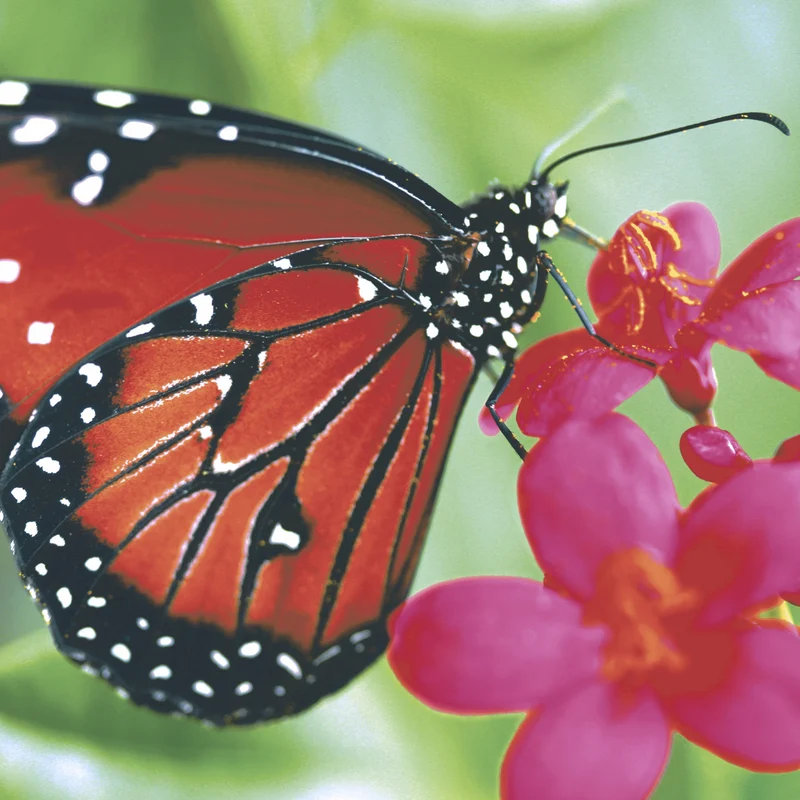 Tovaglioli in Carta Riciclata a 2 Veli Spring Butterfly 24 x 24 cm - 20 pezzi